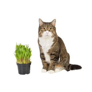 Ласощі для котів та кішок