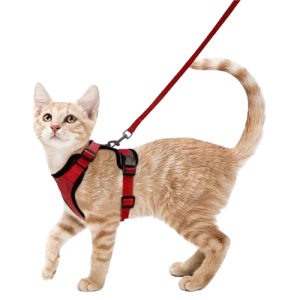Звичайна шлейка для кота