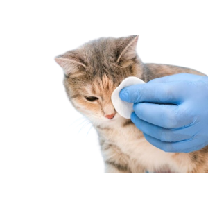 Догляд за очима котів
