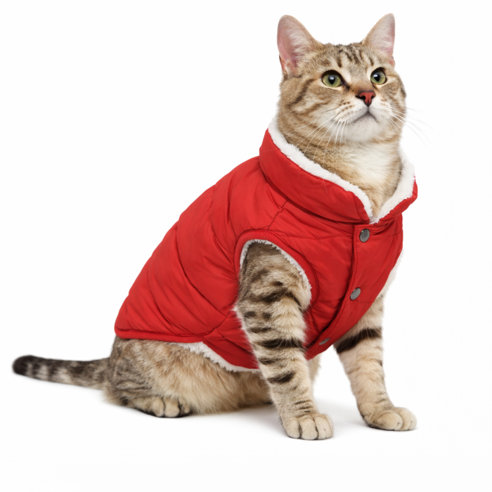 Зимняя теплая жилетка для котов и кошек на синтепоне "Vest", красная, размер L