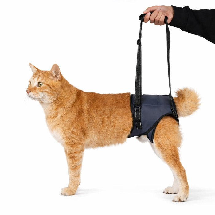 Синя шлейка для кішок Pet Style ортопедична модель для відновлення ходьби M